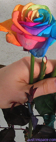 rainbow roses
